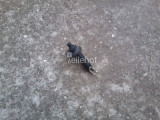 Türkontaktschalter 2-polig für Citroen Evasion Peugeot 806