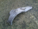 Halter für Lima 9223024 für Opel Vectra B 1,6l 16V 1,8l 16V